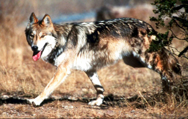 US senator proposes delisting Mexican gray wolf